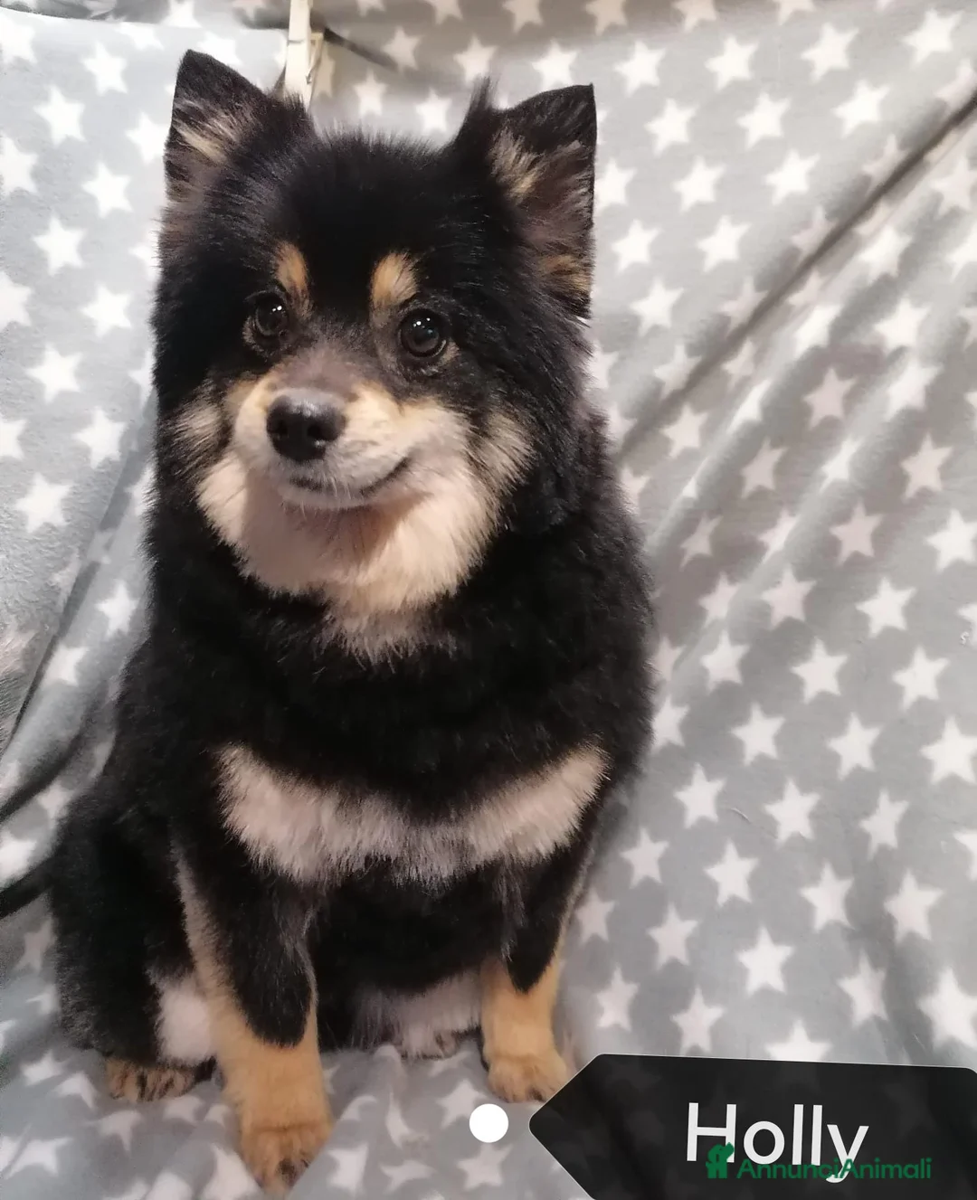 Volpino Pomerania cani in vendita: Volpino nano cuccioli - Annuncio 15