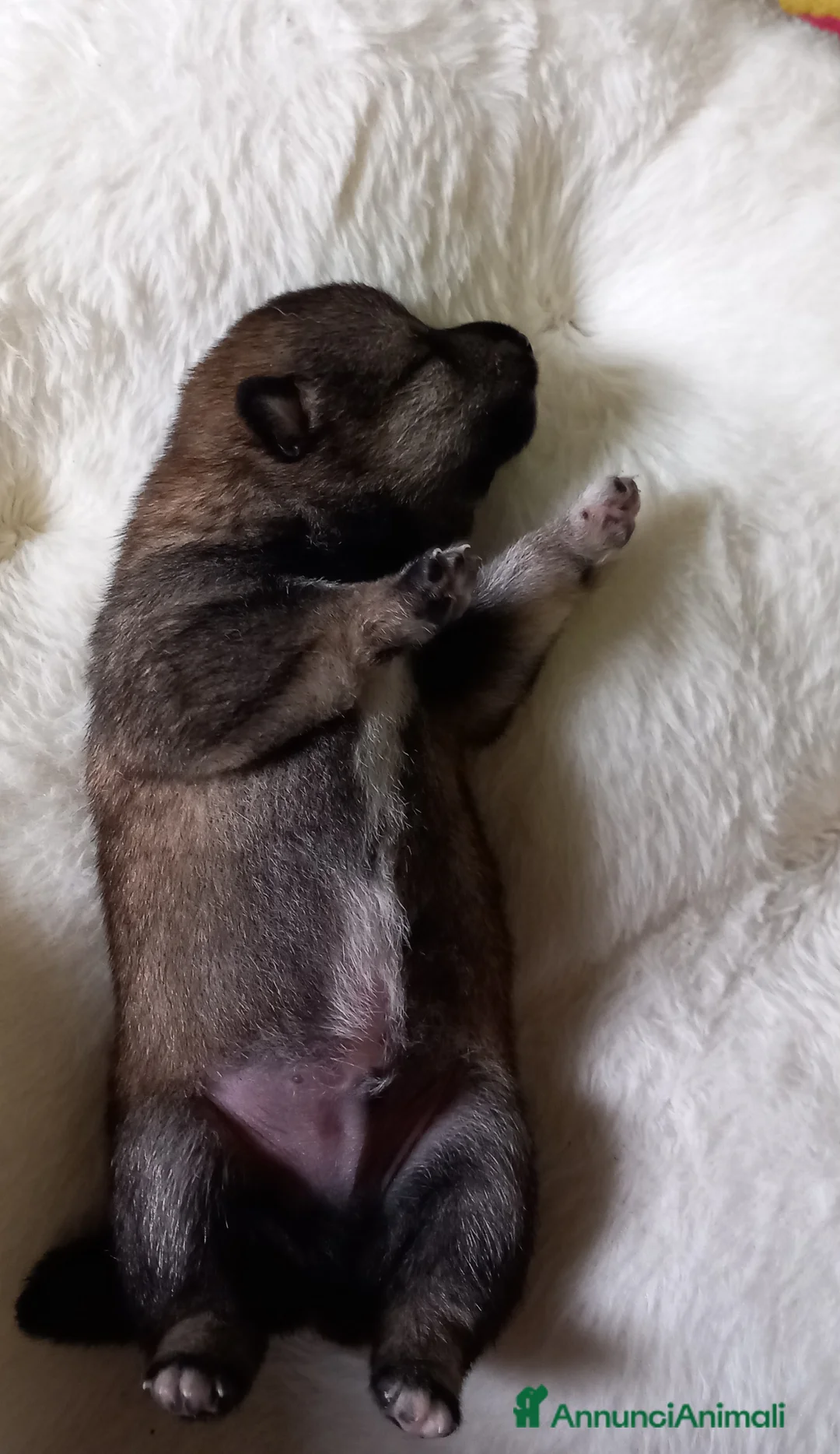 Shiba Inu cani in vendita: Cuccioli shiba inu pedigree  - Annuncio 7