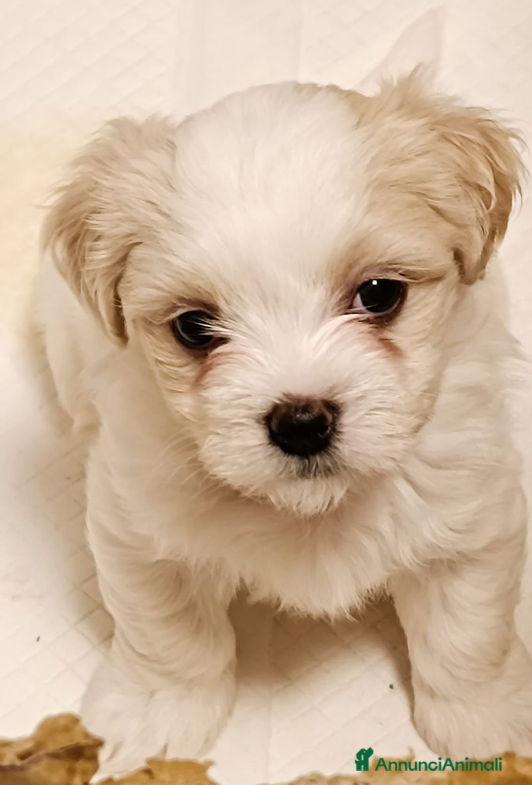 Maltese cani in vendita: Cuccioli Maltese - Annuncio 2