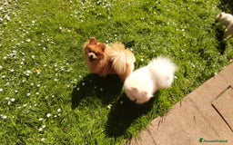 Spitz cani in regalo: Spitz tedesco NANO Pomerania  a Provincia di Monza e della Brianza - Immagine 12