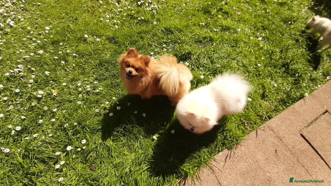 Spitz cani in regalo: Spitz tedesco NANO Pomerania  a Provincia di Monza e della Brianza - Immagine 12