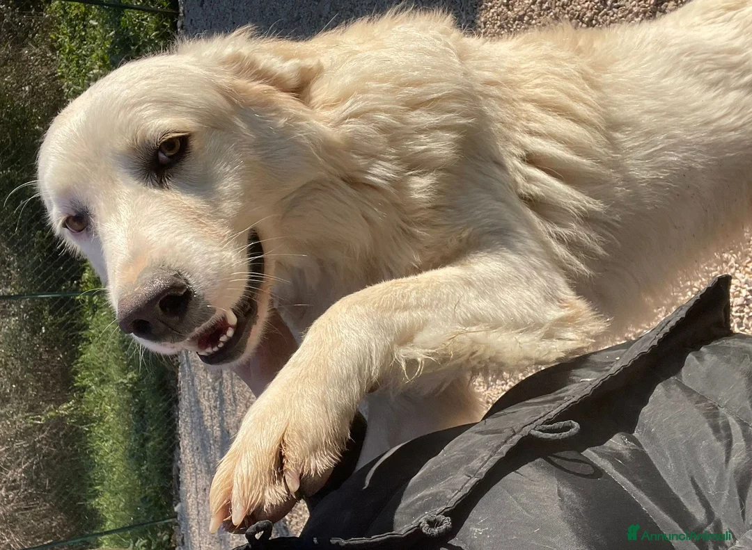 Meticcio cani in regalo: SUPER COCCOLONE ; ADOTTA OSLO - Annuncio 4