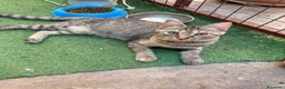 Meticcio gatti in regalo: 4 mesi, la dolcezza di Lulu' - Annuncio 3