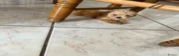 Barboncino Toy cani in vendita: Cucciolo di barboncino maschio  - Annuncio 4