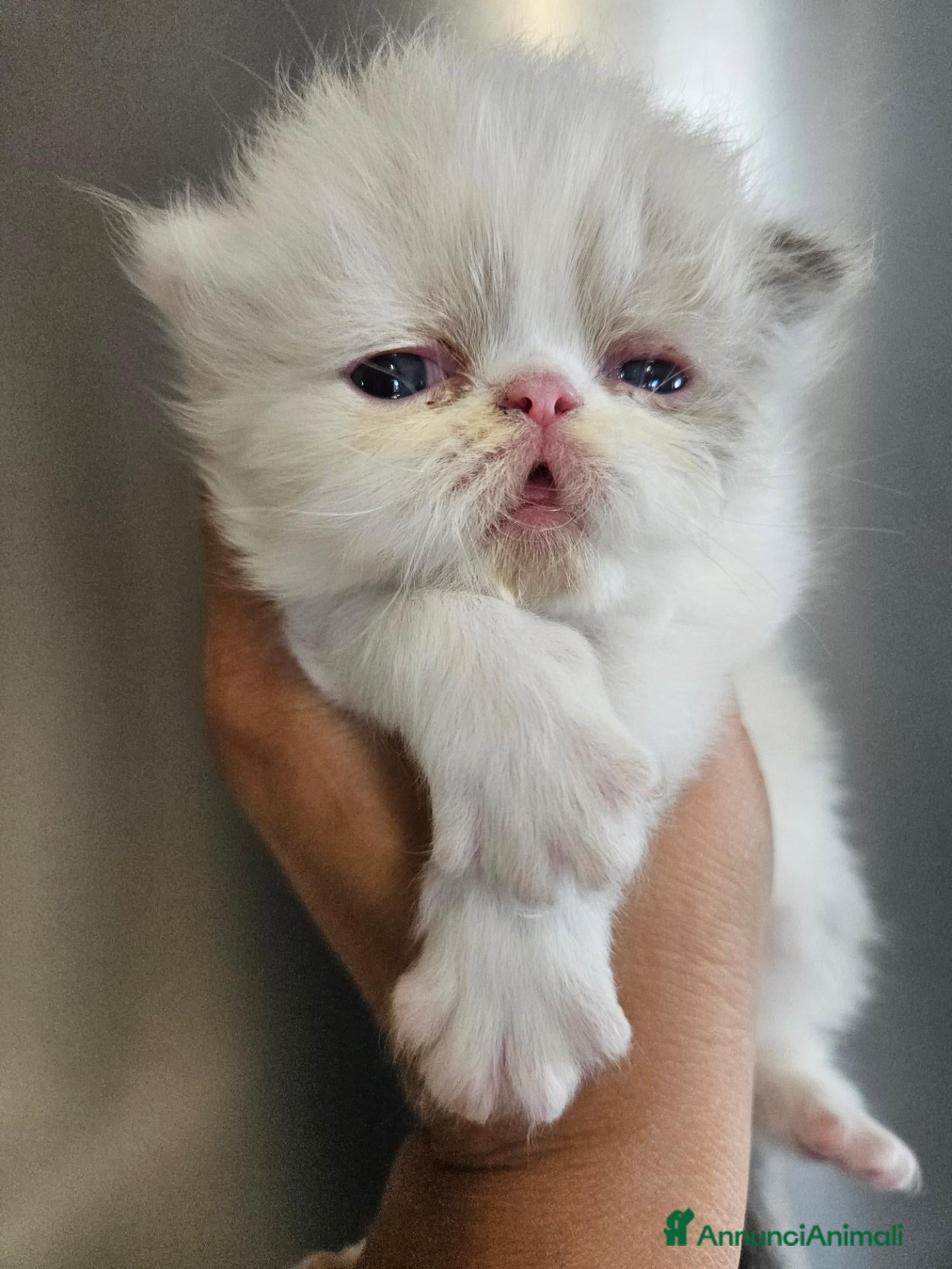 Persiano gatti Gatto persiano  - Annuncio 33