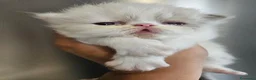 Persiano gatti in vendita: Gatto persiano  - Annuncio 5
