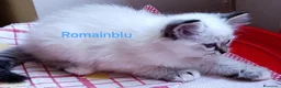 Sacro di Birmania gatti in vendita: Cucciolo sacro di Birmania  a Città metropolitana di Roma Capitale - Annuncio 2