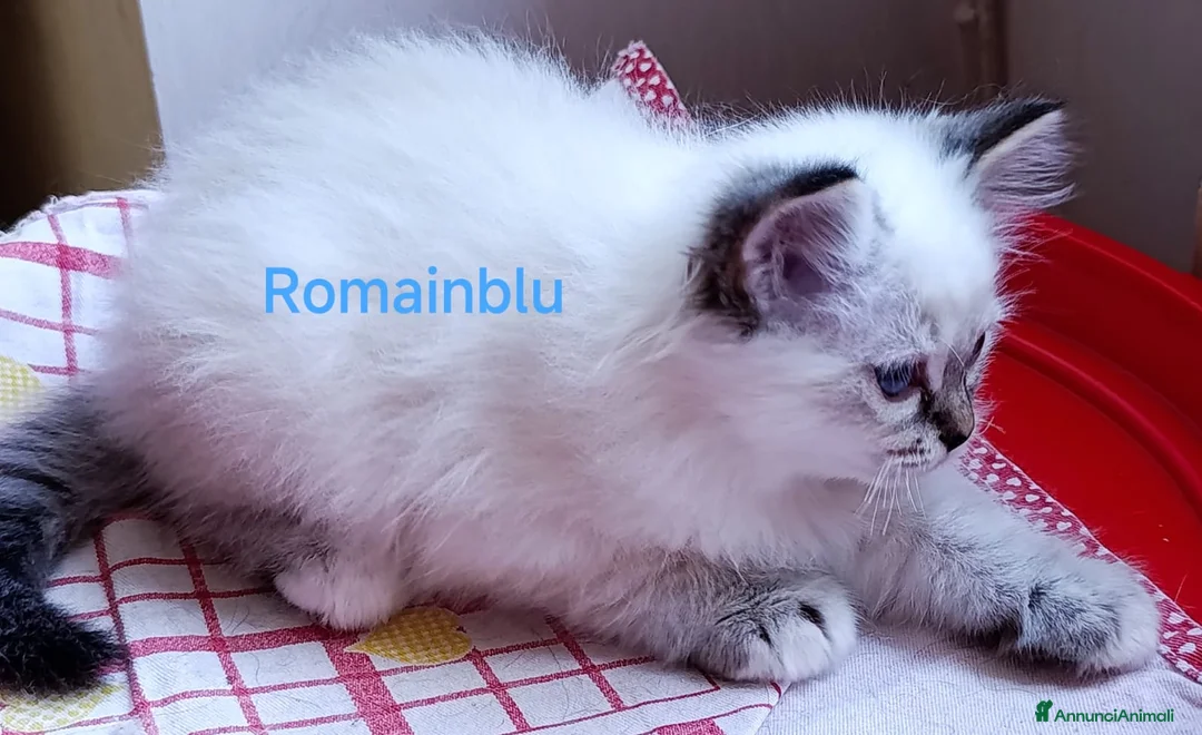 Sacro di Birmania gatti in vendita: Cucciolo sacro di Birmania  a Città metropolitana di Roma Capitale - Annuncio 2