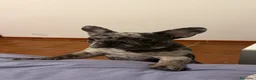 Bulldog Francese cani in vendita: Bulldog francese  - Annuncio 3