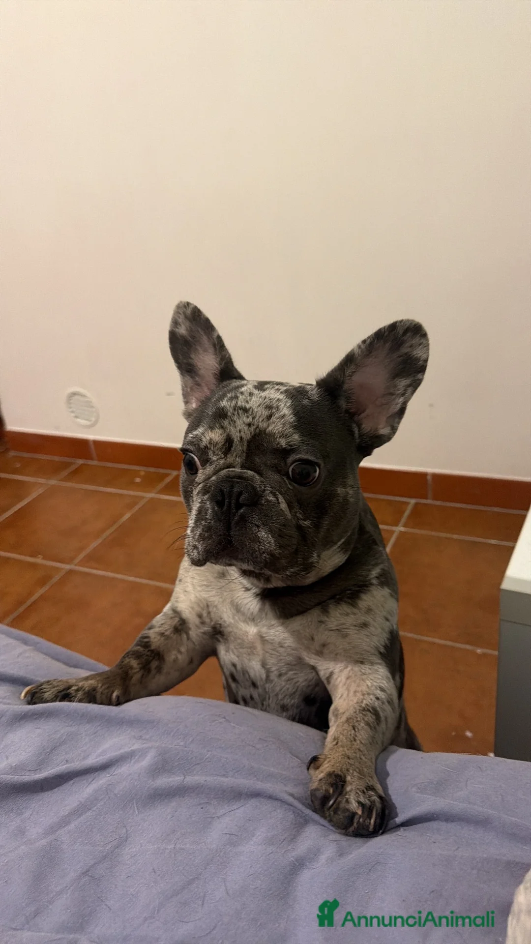 Bulldog Francese cani in vendita: Bulldog francese  - Annuncio 3