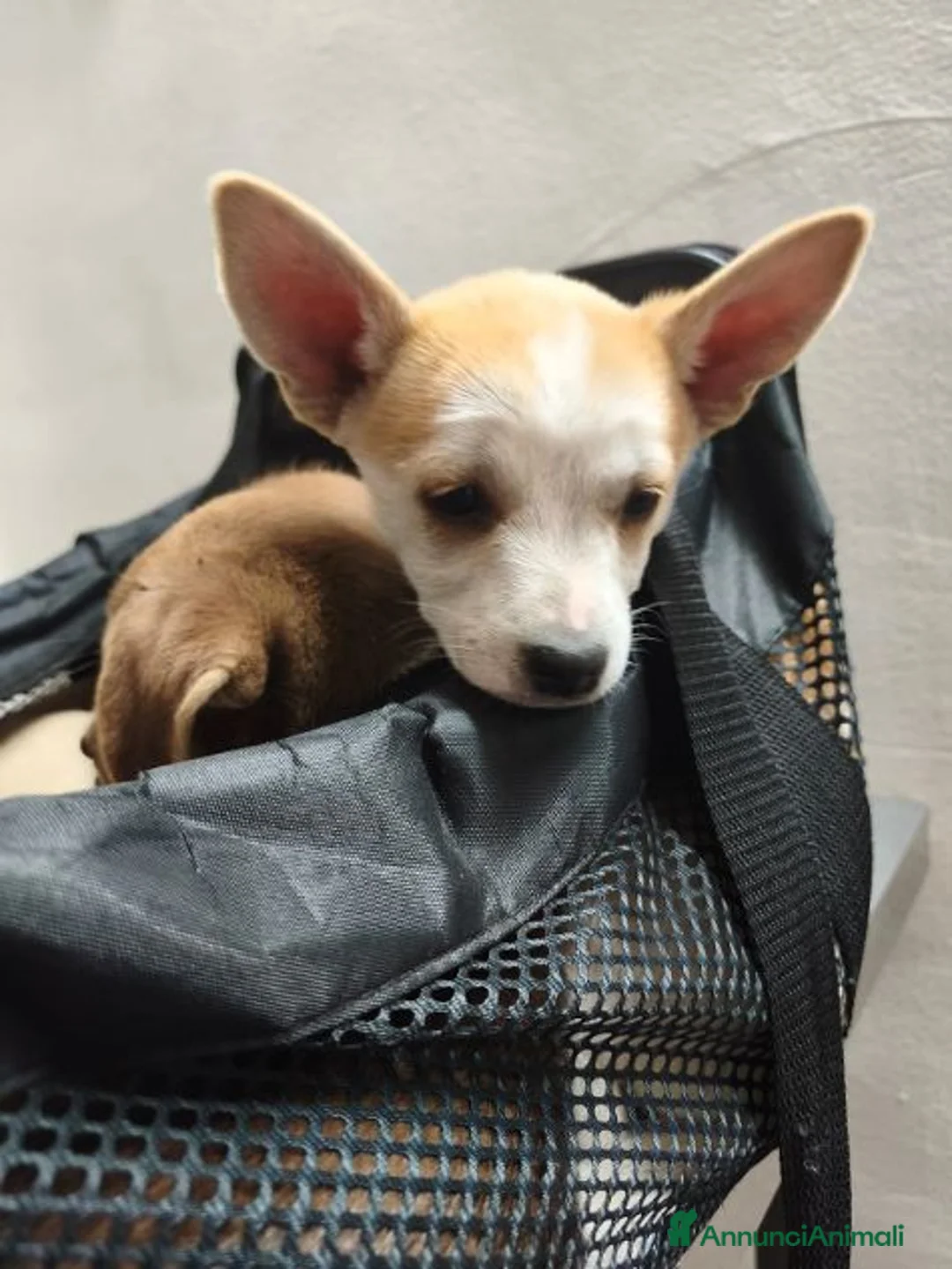 Meticcio cani in regalo: SOLE bellissima dolce cucciola tg contenuta - Annuncio 1