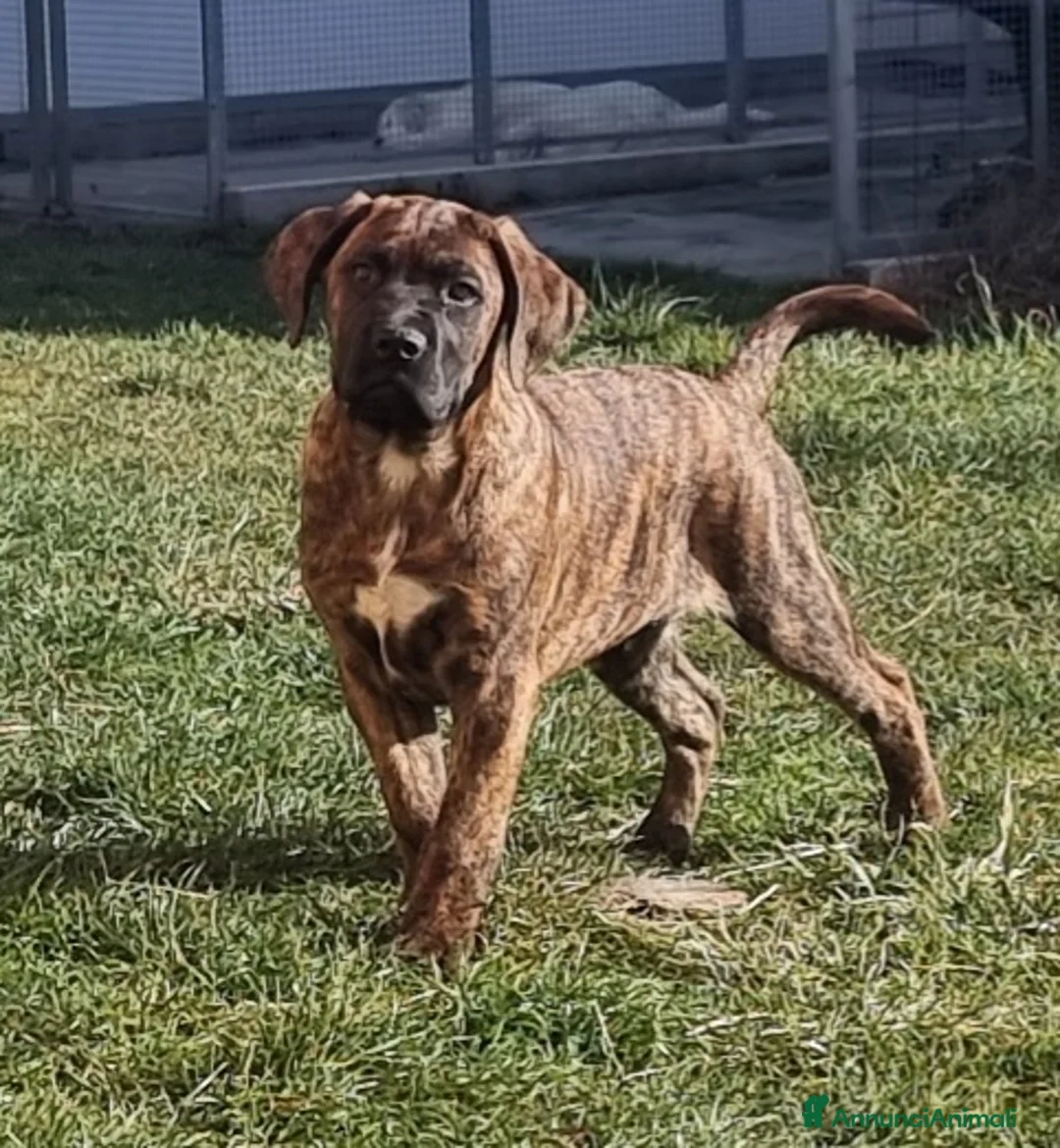 Immagine della galleria {{count}}