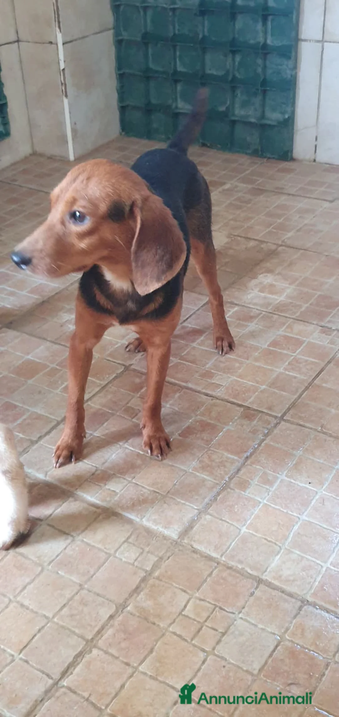 Beagle cani in regalo: Luigi, Beagle Mix in Canile a Catania - Annuncio 2