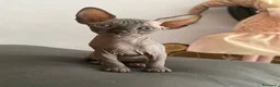 Sphynx gatti in vendita: Cuccioli Sphynks  - Annuncio 19