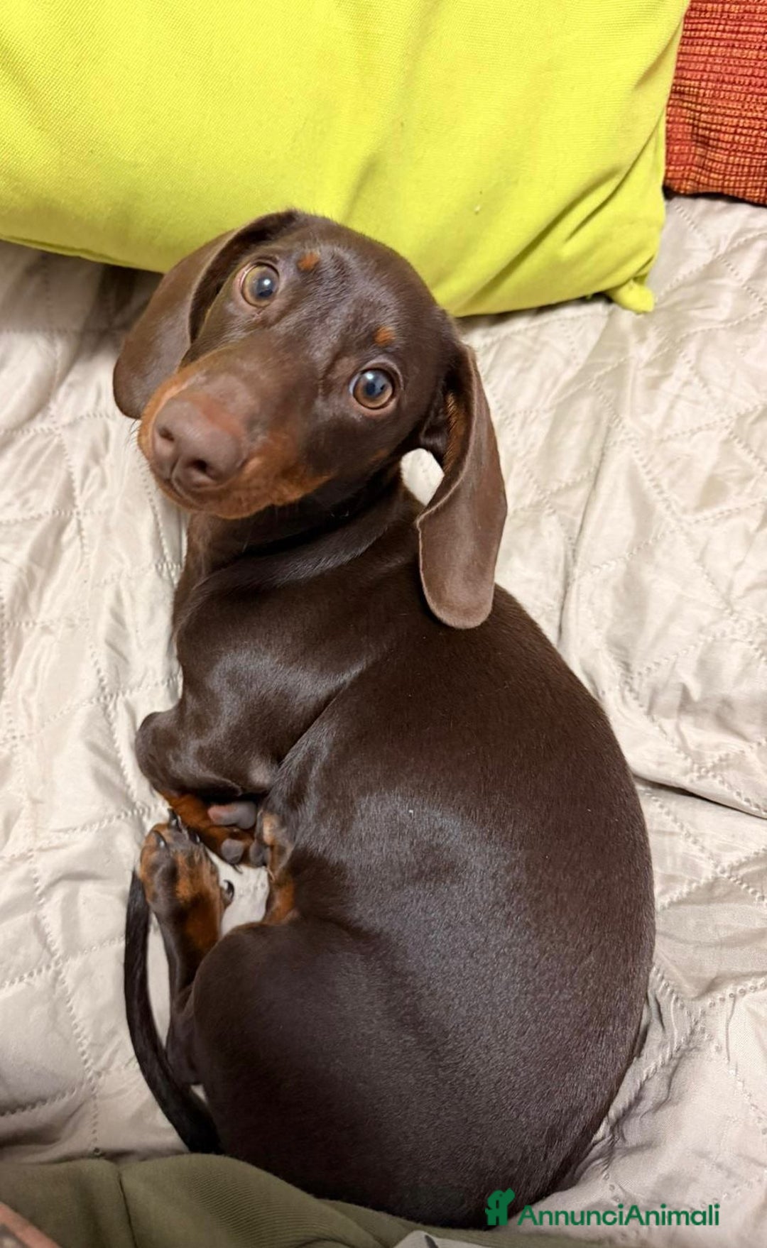 Bassotto cani in vendita: cuccioli di Bassotto nano chocolate - Annuncio 7