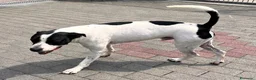 Meticcio cani in regalo: BLACK GENTILCANE - Annuncio 16