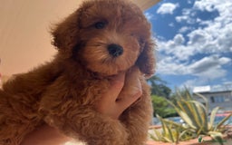 Barboncino cani in vendita: Bellissimo cucciolo di barboncino a Firenze - Immagine 1