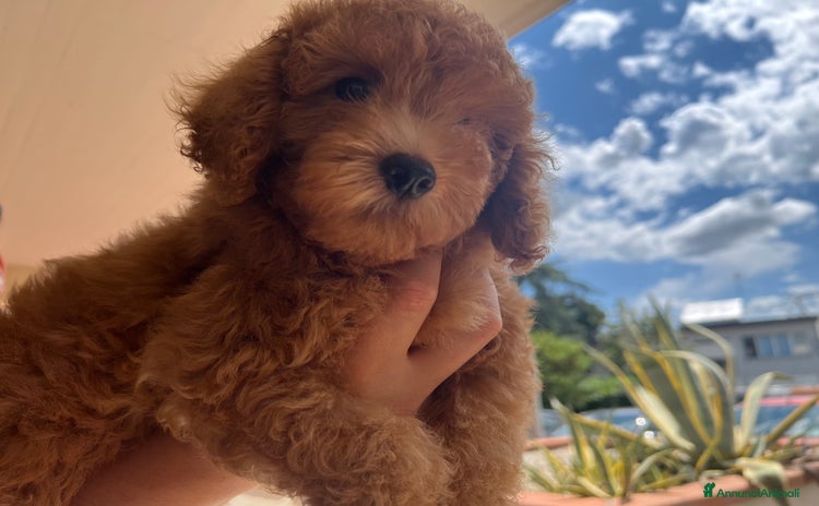 Barboncino cani - Annuncio 8