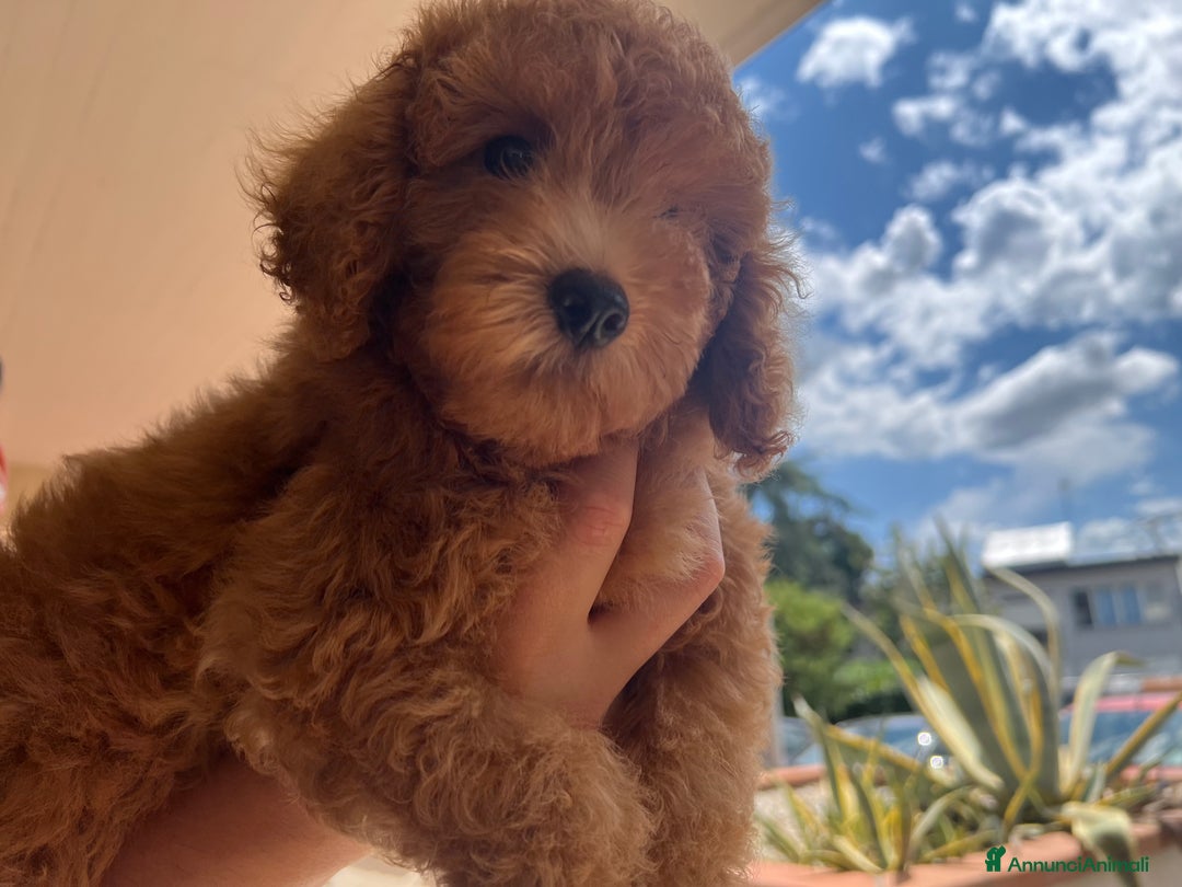 Barboncino cani in vendita: Bellissimo cucciolo di barboncino a Firenze - Immagine 1