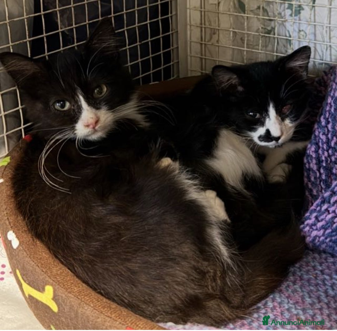 Europeo gatti in regalo: ADOZIONE DI COPPIA A CREMONA - Annuncio 4