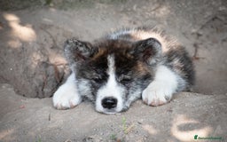 Akita Inu cani in vendita: Akita Inu  a Provincia di Belluno - Immagine 3