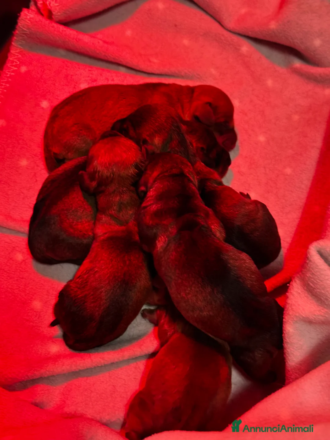 Bassotto cani in vendita: Bassotti pelo duro  - Annuncio 1