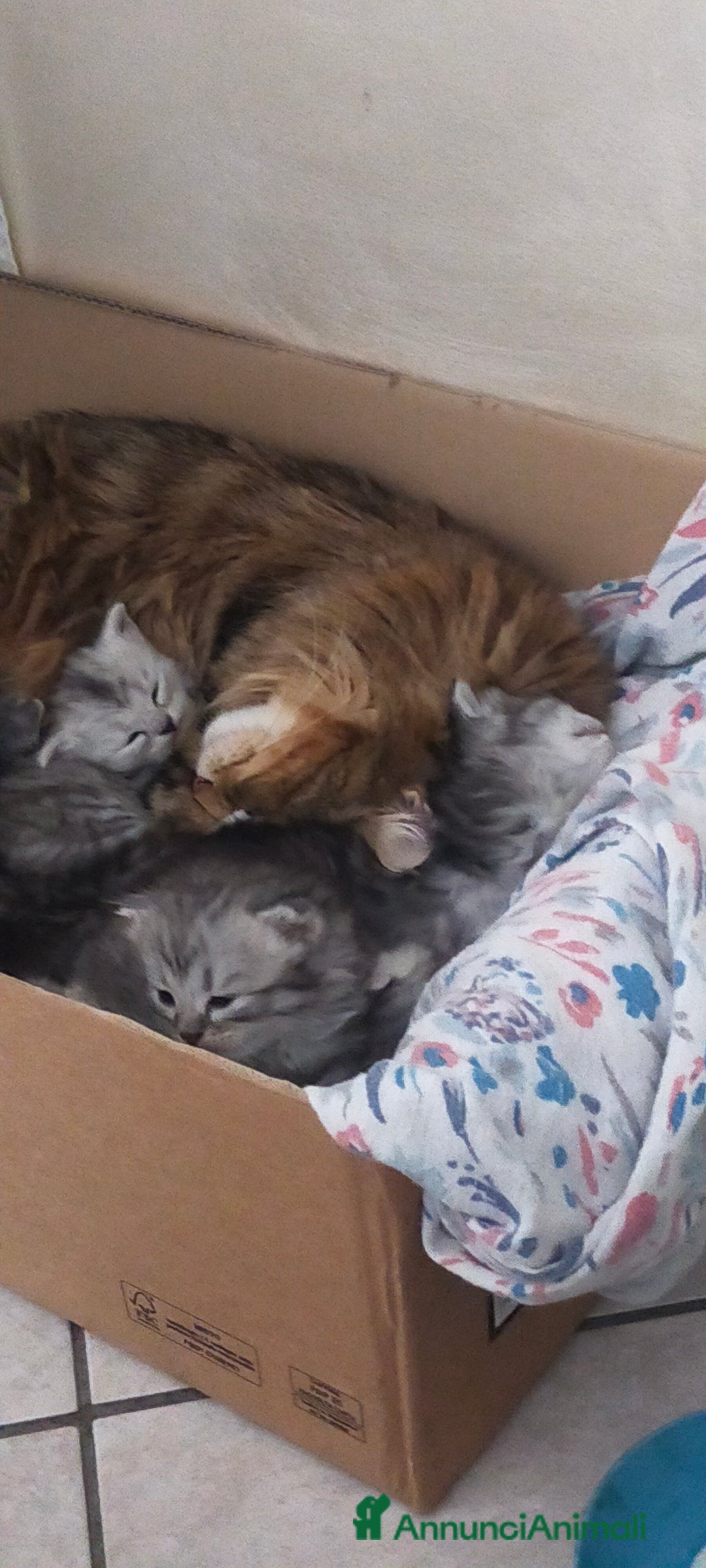 Norvegese gatti in vendita: Gattini mix norvegesi delle foreste e persiano  a Provincia di Novara - Immagine 11