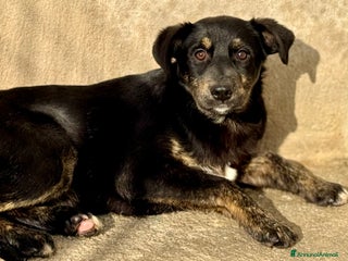 Meticcio cani Femmina taglia media timorosa - Annuncio 2