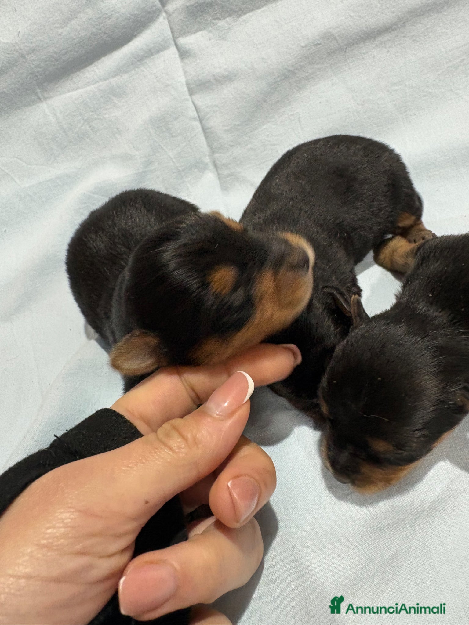 Yorkshire cani YORKSHIRE - Annuncio 2