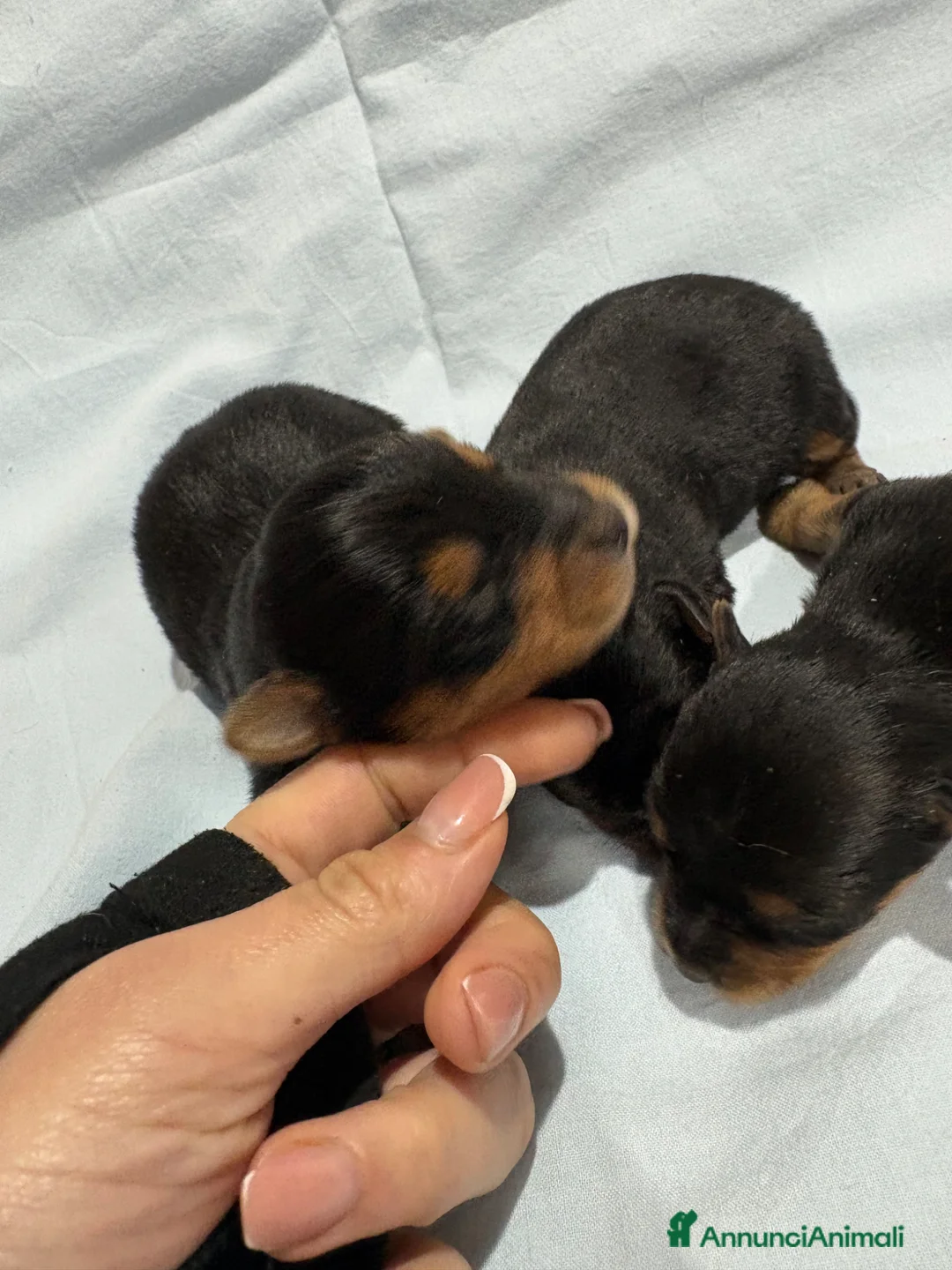 Yorkshire cani in vendita: YORKSHIRE - Annuncio 1