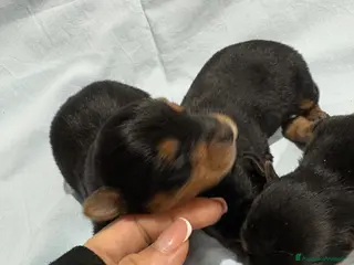 Yorkshire cani YORKSHIRE - Annuncio 2