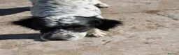 Meticcio cani in regalo: THEA 🩷 ASPETTA ANCORA IL SUO PUNTO FERMO a Provincia di Ravenna - Annuncio 7