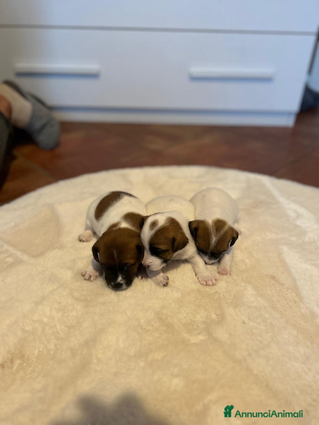 Jack Russell cani in vendita: Disponibili 3 splendidi Jack Russell con pedigree  - Annuncio 4