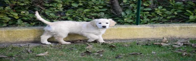 Golden Retriever Cucciolo 3