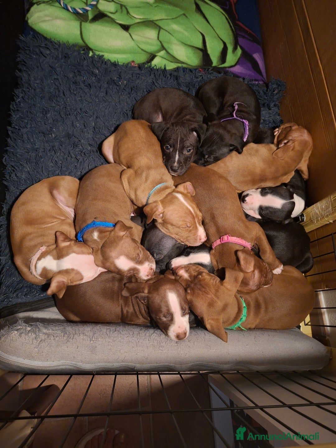 American Bully cani in vendita: Cuccioli di pitbull - Annuncio 2