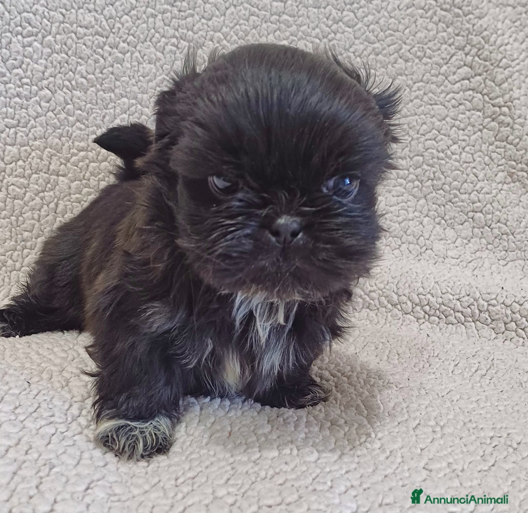 Shih Tzu cani in vendita: Cucciolo shih-tzu shitzu shihtzu  - Annuncio 6
