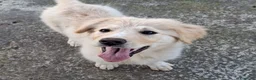 Meticcio cani in regalo: AURA 🩷-cucciola mix pastore, chiami per lei? 🙏🏻 a Provincia di Massa e Carrara - Annuncio 4