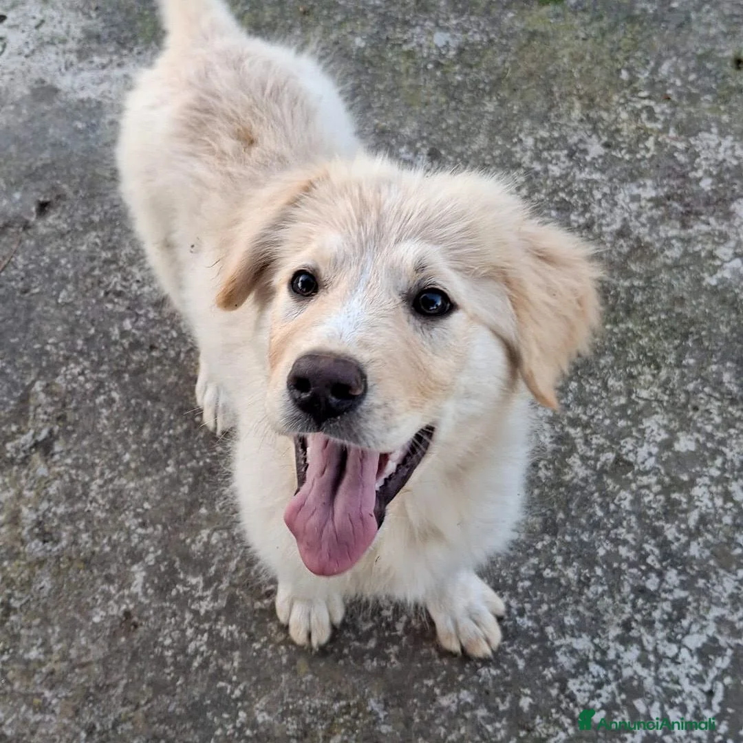 Meticcio cani in regalo: AURA 🩷-cucciola mix pastore, chiami per lei? 🙏🏻 a Provincia di Massa e Carrara - Annuncio 4