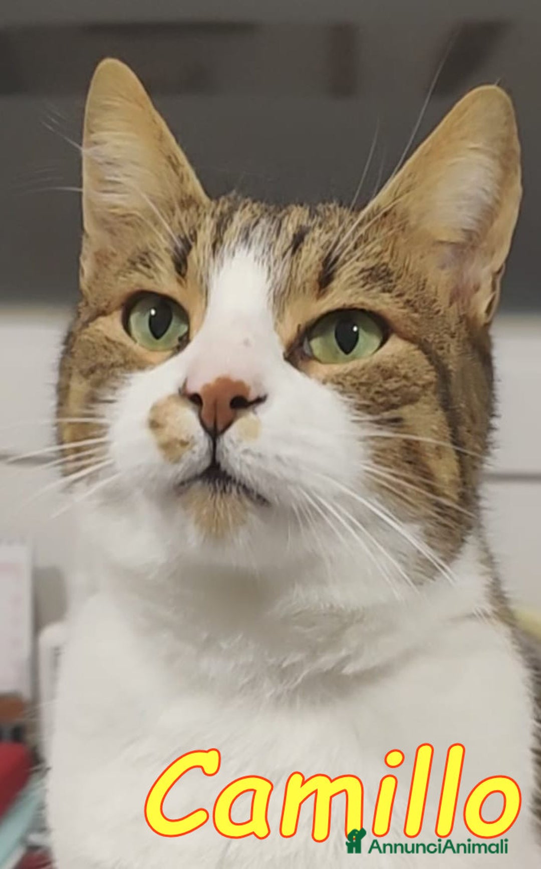 Europeo gatti in regalo: ADOZIONE URGENTE. RINUNCIA DI PROPRIETA’ - Annuncio 4