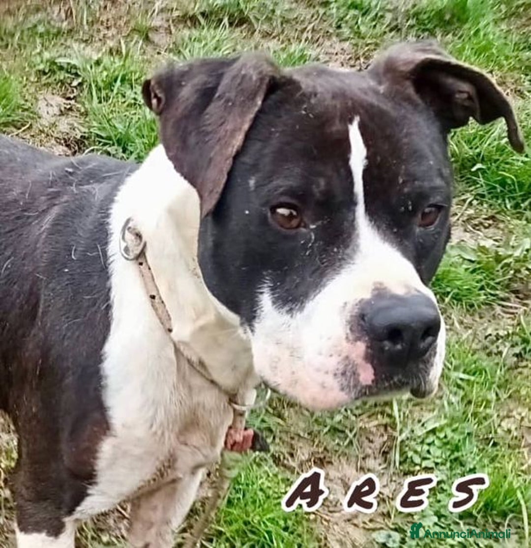 Pitbull cani in regalo: ARES 2-3anni cerca casa con persona esperta! - Annuncio 2