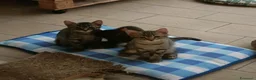 Europeo gatti in regalo: Regalo 2 gattine ❤️ a Provincia di Modena - Annuncio 1