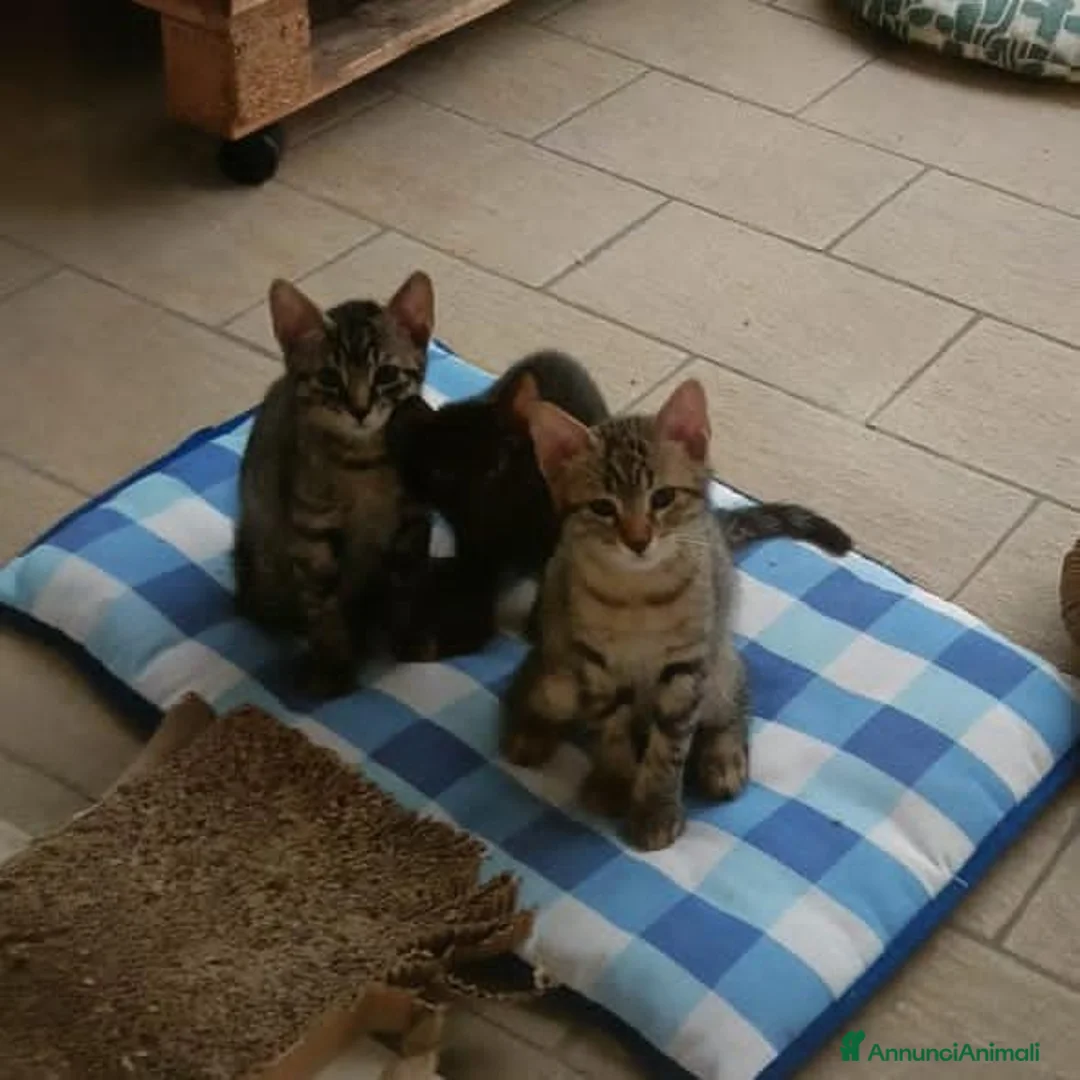 Europeo gatti in regalo: Regalo 2 gattine ❤️ a Provincia di Modena - Annuncio 1