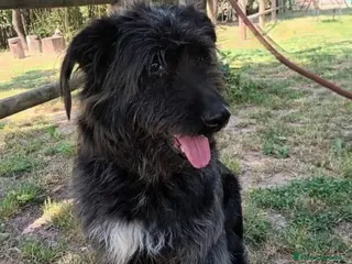 Meticcio cani 2 fratelli 7anni ignorati ed invisibili .NAPOLI a Città Metropolitana di Milano - Annuncio 31