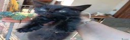 Altre razze gatti in regalo: Gattini in cerca di una casa a Provincia di Frosinone - Annuncio 8