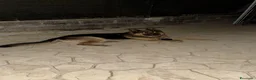 Pastore Tedesco cani in regalo: Pastore Tedesco - Annuncio 3