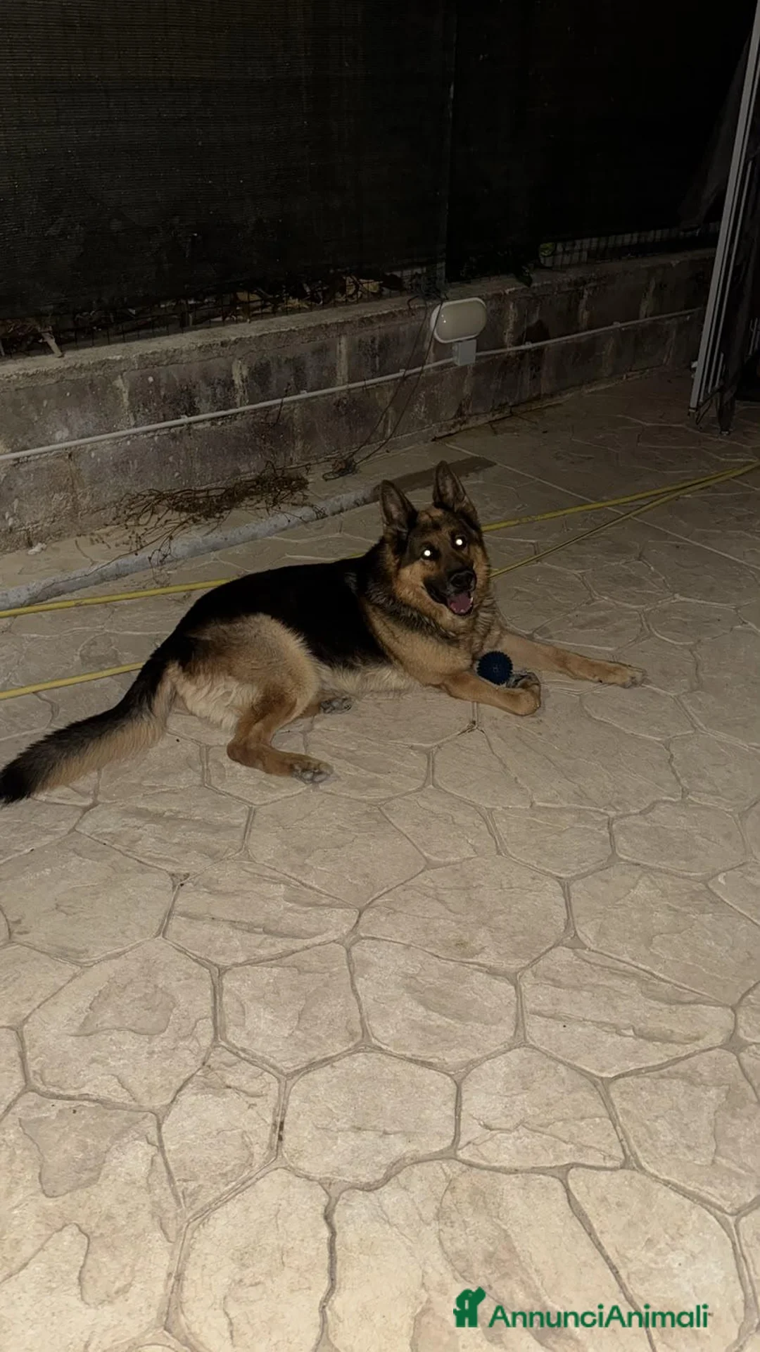 Pastore Tedesco cani in regalo: Pastore Tedesco - Annuncio 3