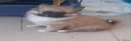 Volpino Pomerania cani in vendita: Spiz tedesco volpini della pomerania - Annuncio 3