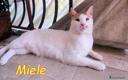 Europeo gatti in regalo: MIELE UN AMORE DI GATTINO SENZA RICHIESTE - Immagine 5