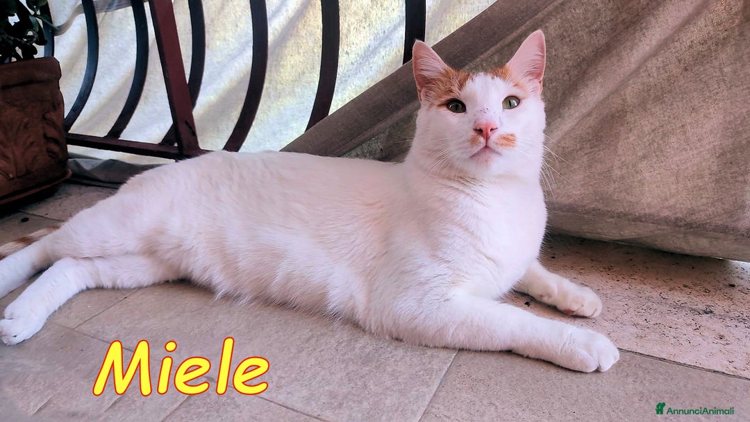 Europeo gatti in regalo: MIELE UN AMORE DI GATTINO SENZA RICHIESTE - Immagine 5