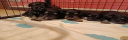 Mini Schnauzer cani in vendita: Cuccioli di Schnauzer nano Nero Argento  - Annuncio 4